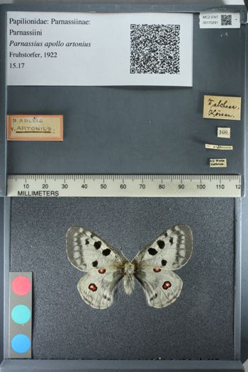 Media type: image;   Entomology 175291